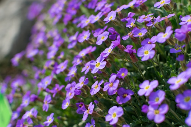 Many violet flowers of aubrieta deltoidea or aubretia