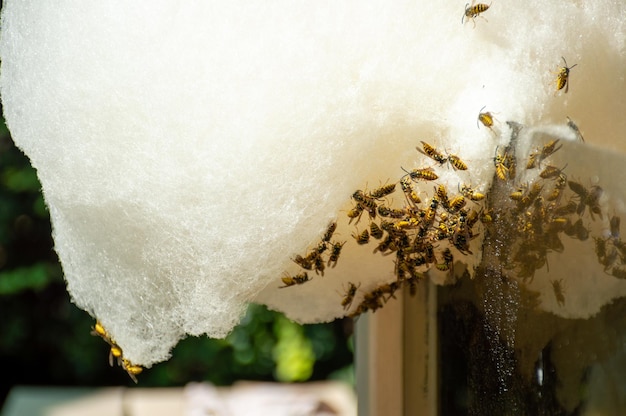 Many wasps eat cotton candy in the park