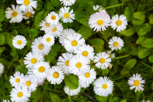 Many white daisies in top view of meadow several birdseye speedwell also visible