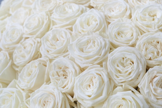 Many white roses as a floral background