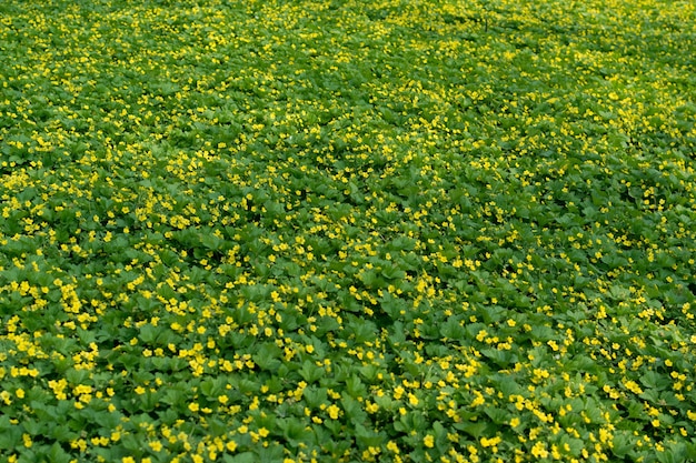 Many yellow flowers of waldsteinia or flowering barren strawberries in spring garden