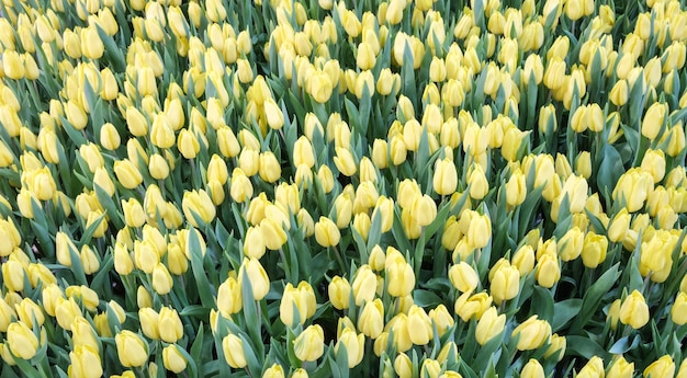 Many yellow tulips as a floral background