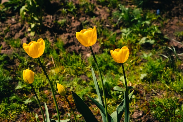 Many yellow tulips grow in ground on background of green grass with copyspace. Group of beautiful romantic flowers close up on backdrop of greenery.