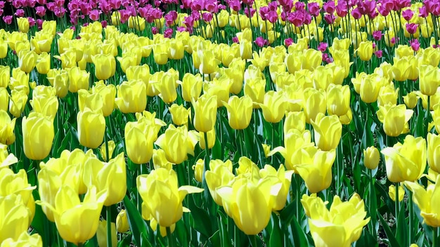 Many yellow tulips sway in the wind in an open space in the park Concept of a greeting card