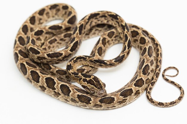 The manyspotted cat snake Boiga multomaculata isolated on white background