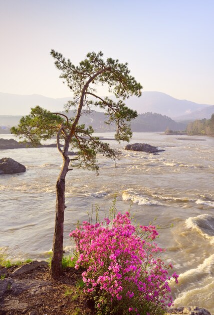 Manzherok rapids in the Altai Mountains Pine trees and maralnik bushes on the bank of the Katun