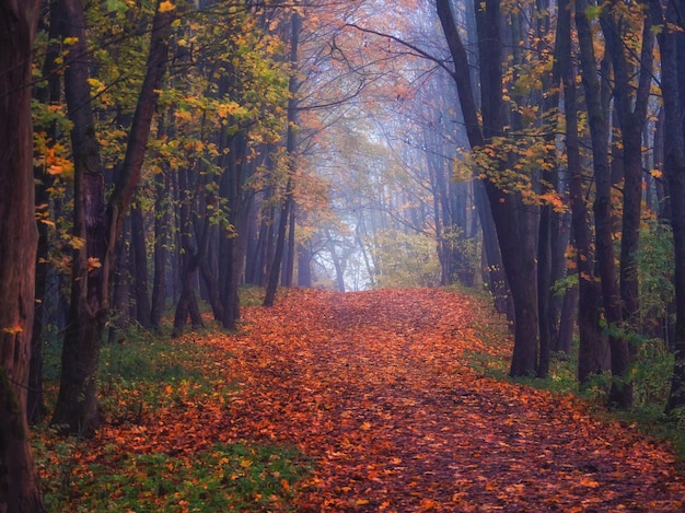 Maple alley with fallen leaves through a mystical forest. Fabulous autumn misty landscape.