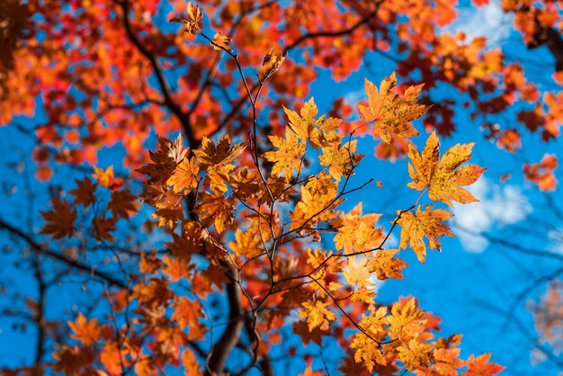 Maple autumn leaves on blue sky fall season