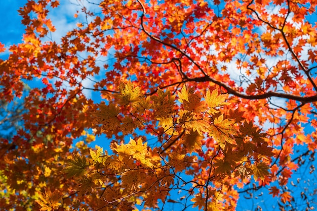 Maple autumn leaves on tree branches