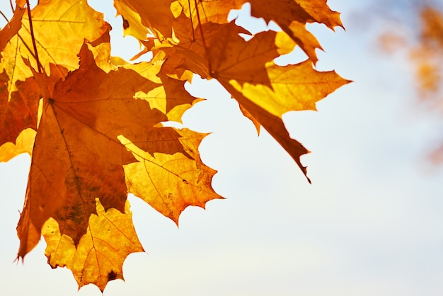 Maple autumn leaves with blue sky.