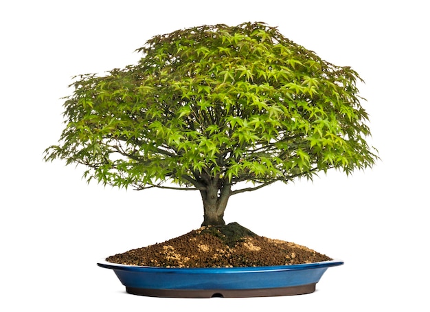 Maple bonsai tree, isolated on white