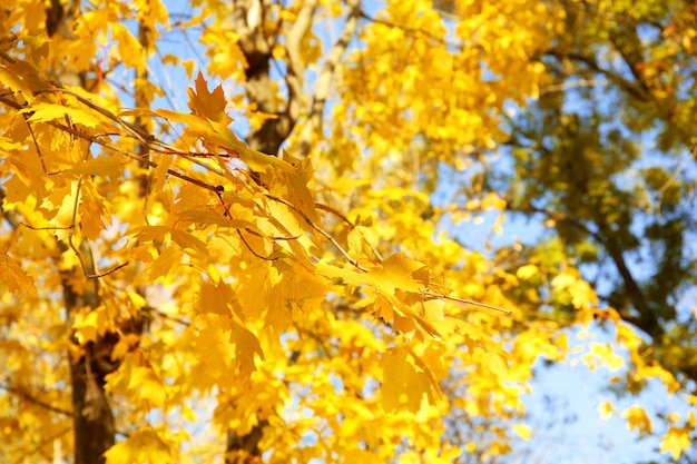 Maple branch on sunny autumn day