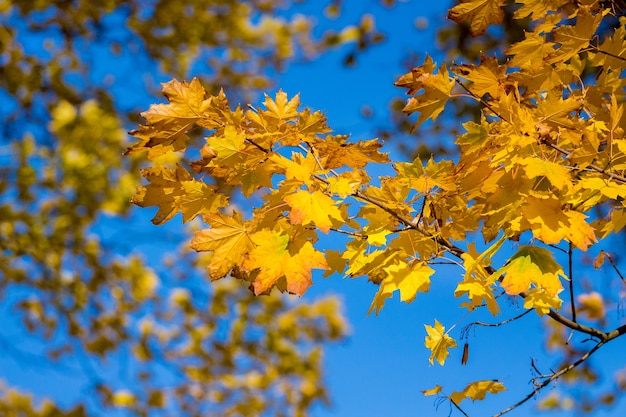 Maple branch with bright yellow leaves on a background of blue sky in sunny weather