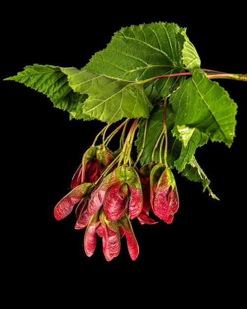 Maple branch with foliage and red lionfishs isolated on black background