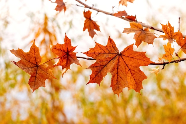 Maple branch with orange autumn leaves in the forest on a light background