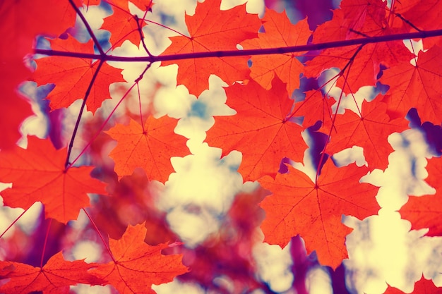 Maple branch with red leaves in the forest in autumn at sunset background