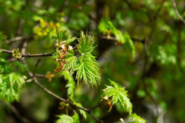 Maple branches with young green leaves, illuminated by the sun. Tree in the park, selective focus.