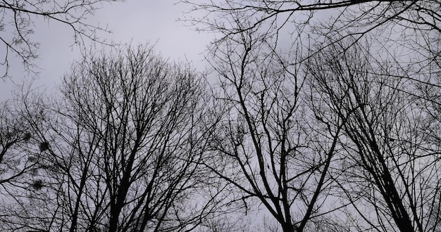 maple foliage that fell to the ground in the winter season