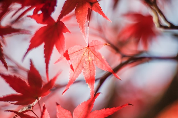 maple leaf in autumn season