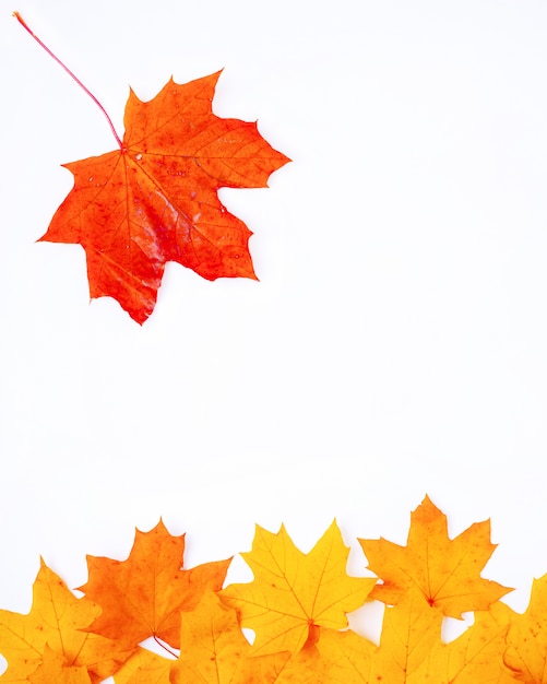 Photo maple leaf falls into a pile of leaves on a white background copy space