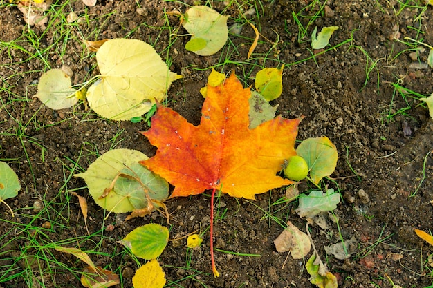 maple leaf in the ground