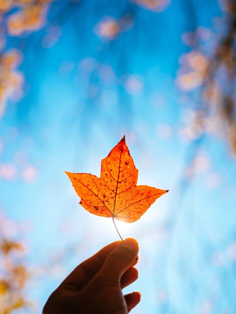 maple leaf in hand