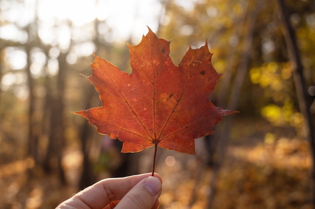 Maple leaf holding in hand on autumn bright yellow and orange background