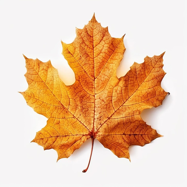 A maple leaf is shown in a white background.