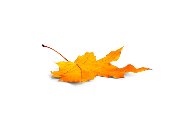 Maple leaf isolated on a white background. High quality photo