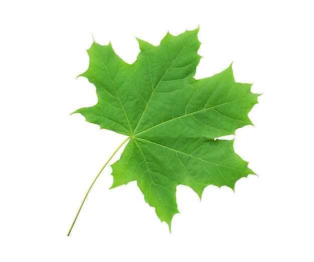 Maple leaf isolated on white background