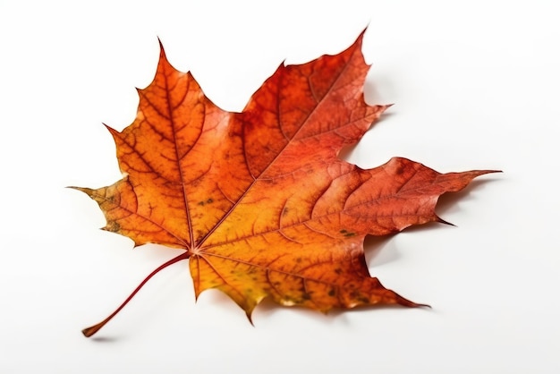 Maple Leaf On White Background Generative AI