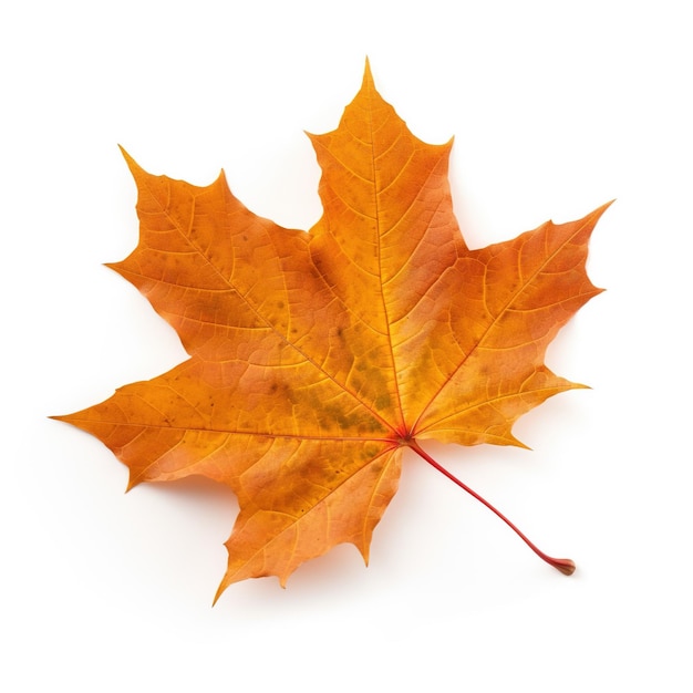 a maple leaf on white surface