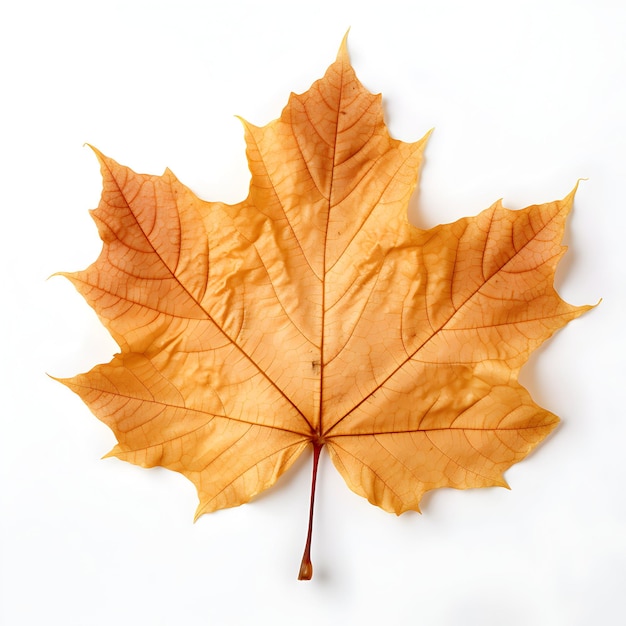 a maple leaf with a brown stem on a white background