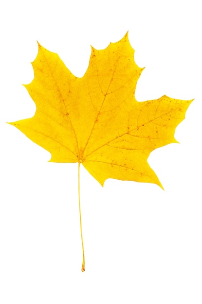 Maple leaf