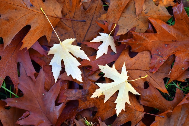 Maple leaves (Acer saccharinum) on fallen oak leaves on the ground