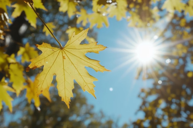 Maple leaves in autumn sunny day