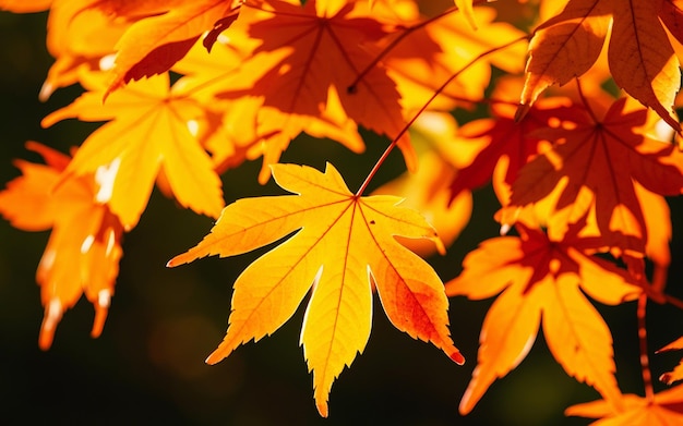 Maple leaves in bright autumn