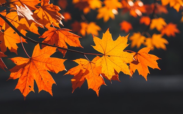 Maple leaves in bright autumn