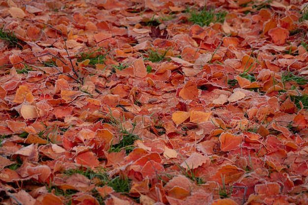 Maple leaves covered in frost leaves in late fall or early winter under the snow