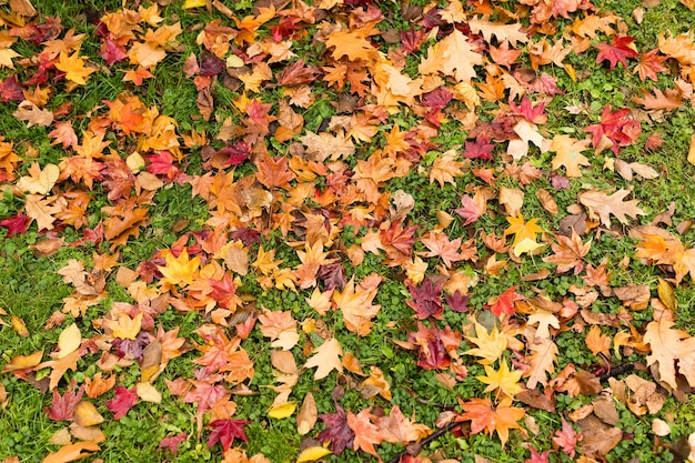 Maple leaves on ground