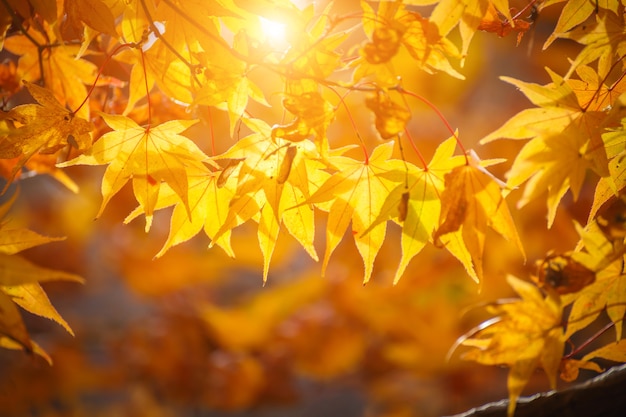 Maple leaves in morning autumn season