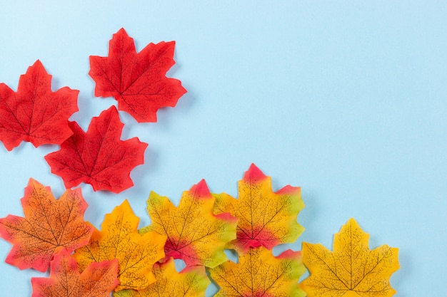 Maple leaves on pastel blue background.