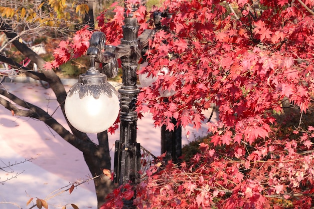 Maple leaves in spring korea