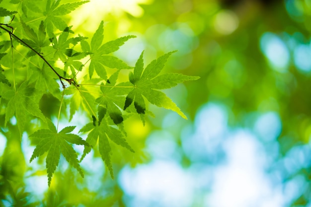 maple leaves with blue sky blurred, taken from Japan.