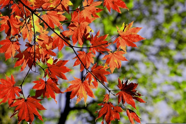 Maple leaves