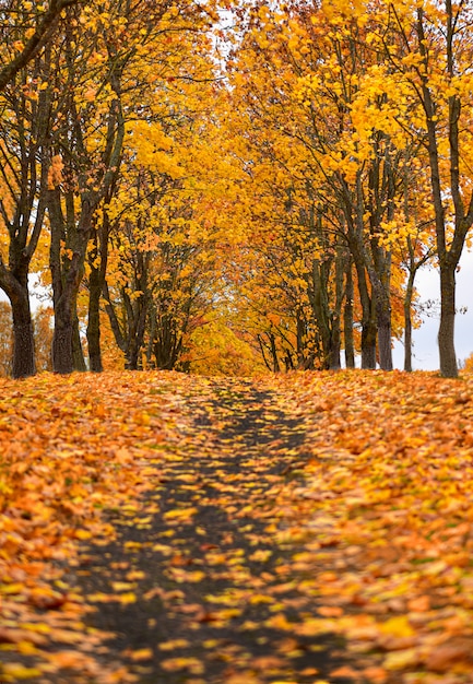 Maple park trail in autumn, fallen orange leaves