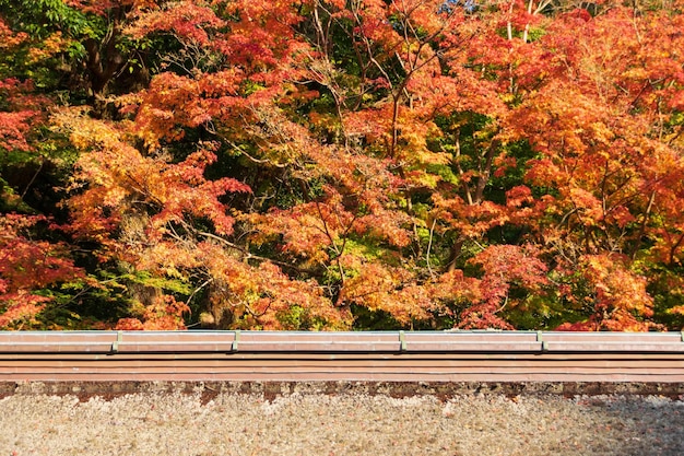 Maple Tree During Autumn fall season in color change yellow redorange with ancient tradition roof of temple shrine