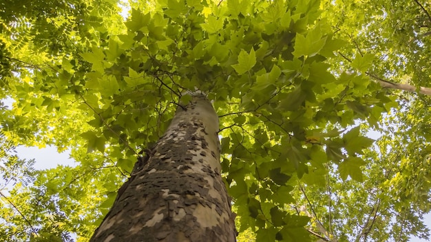 maple tree bark closeup and green big crown in summer bottom view