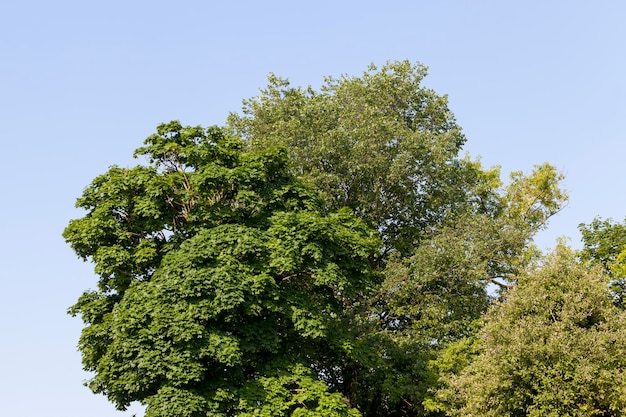 Maple tree growing in nature, maples in the summer with foliage on the branches