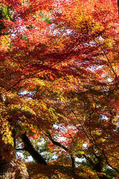 Maple Tree leaves in Autumn with color change in orange yellow and red natural background autumn